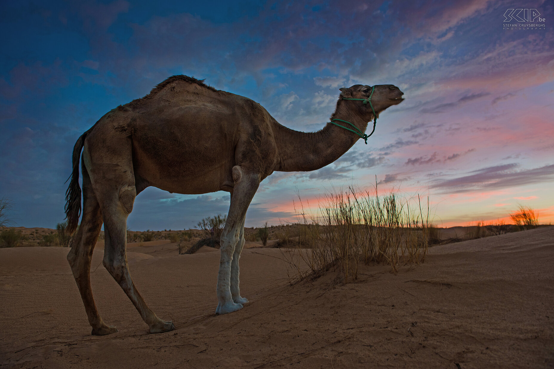 Sunset - Dromedary camel  Stefan Cruysberghs